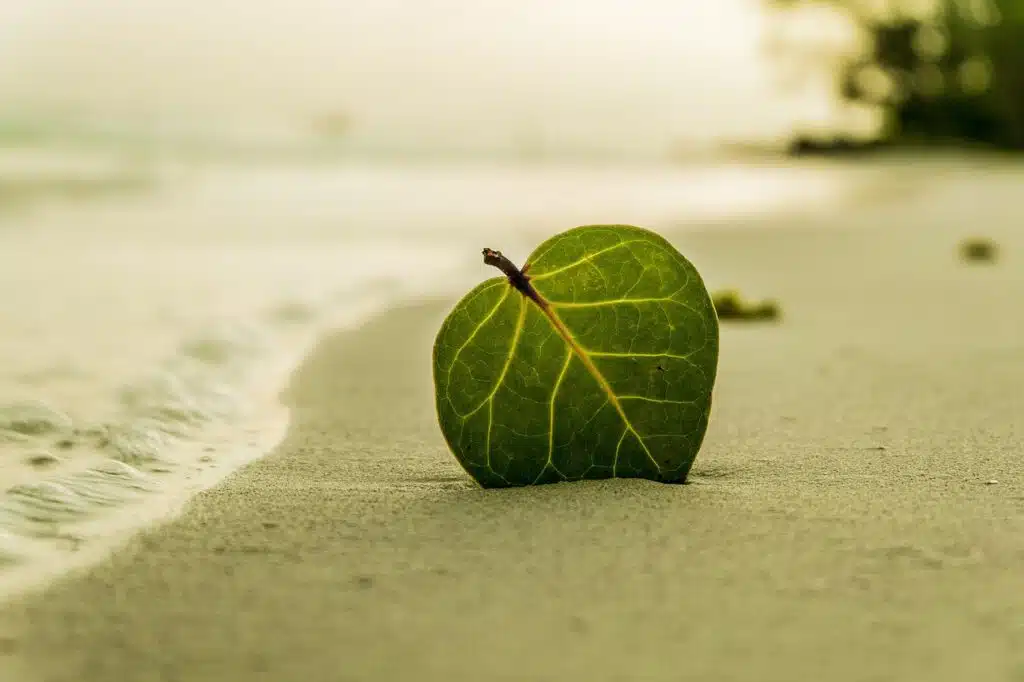 Montréal-Est beach